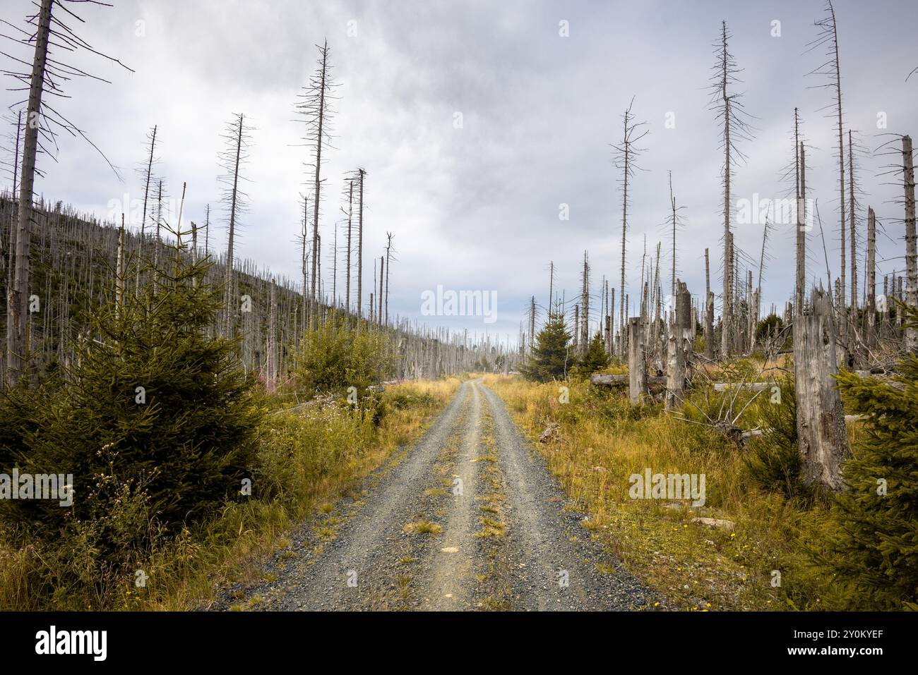 Strada sterrata in una foresta desolata con alberi secchi nelle Harz Mountains Foto Stock