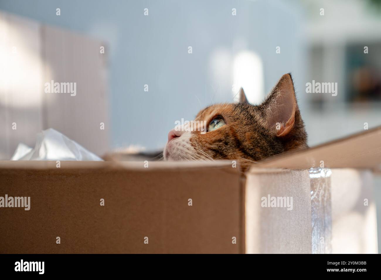 Primo piano di gatto curioso è salito in scatola di stoccaggio, guarda fuori a giocare a caccia di un giocattolo. Amanti degli animali domestici Foto Stock