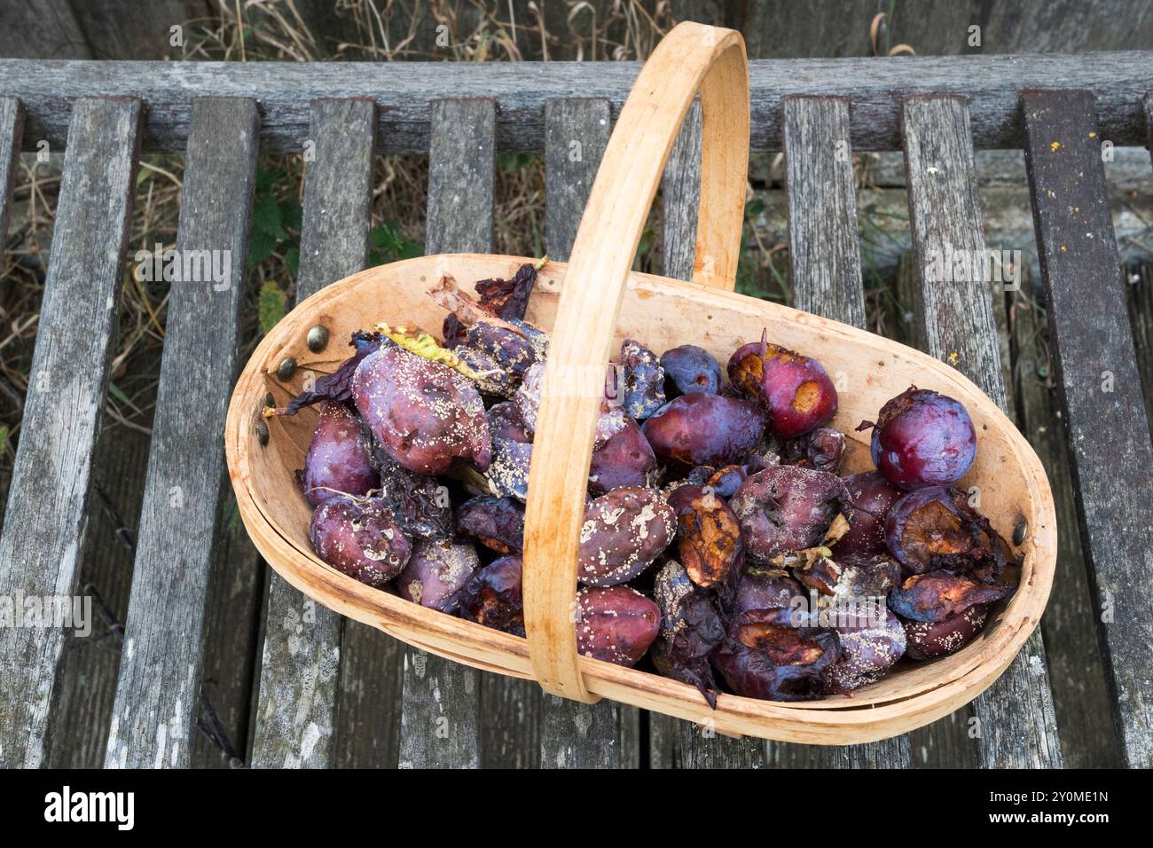 Un trug pieno di prugne marce. Rimosso dall'albero per evitare la diffusione dell'infezione. Questi sono Prunus domestica Burbank Giant Prune. Foto Stock