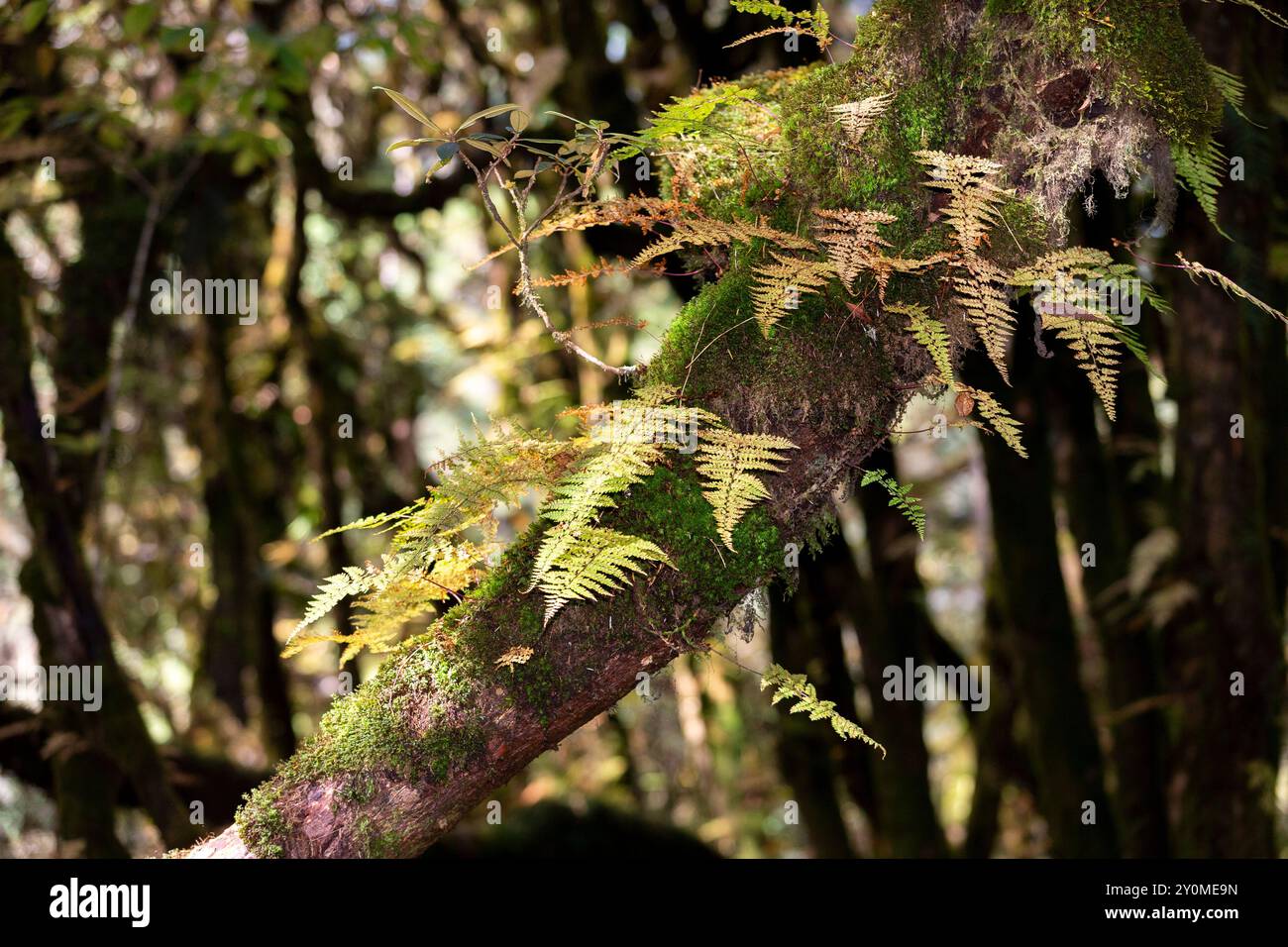 Rododendri ricoperti di muschio e felci lungo Lungchutse Hike, Thimpu, Bhutan. Foto Stock