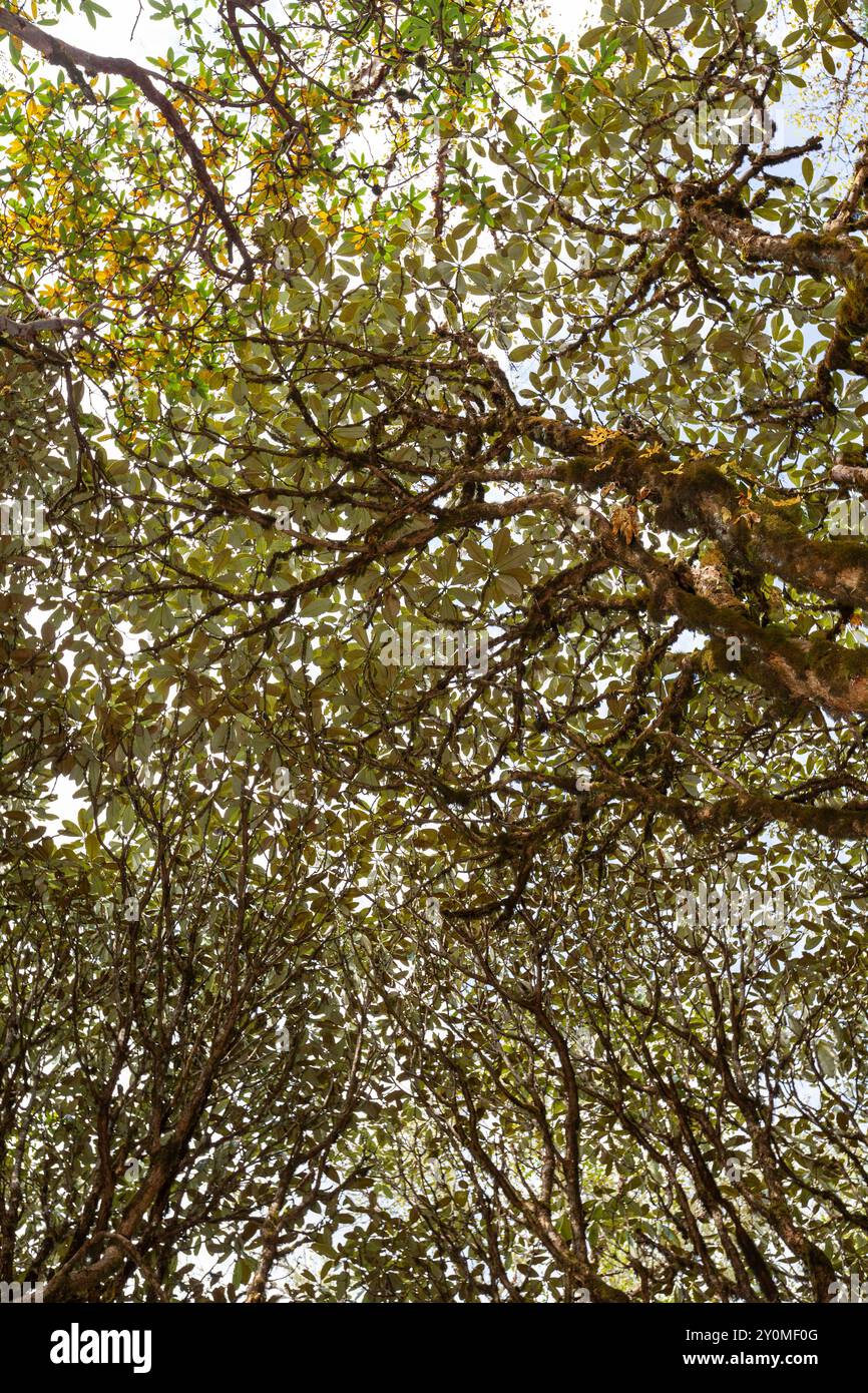 Baldacchino rododendro nella foresta naturale durante l'escursione Lungchutse a Thimphu, Bhutan. Foto Stock