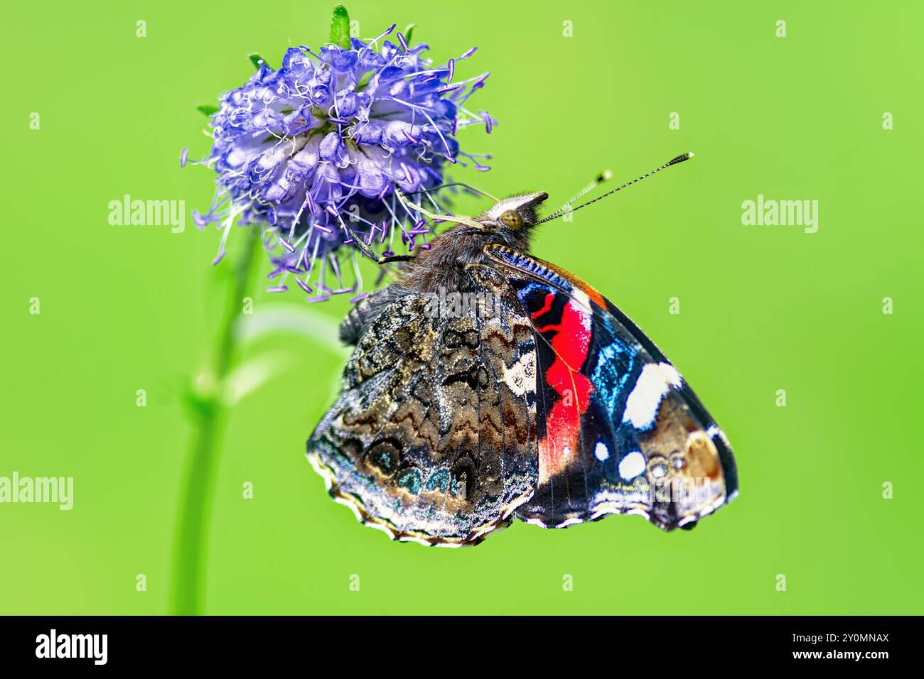 Farfalla rossa ammiraglio (Vanessa Atalanta) seduta su fiore blu, un po' scabiosa del diavolo, isolata su sfondo verde Foto Stock