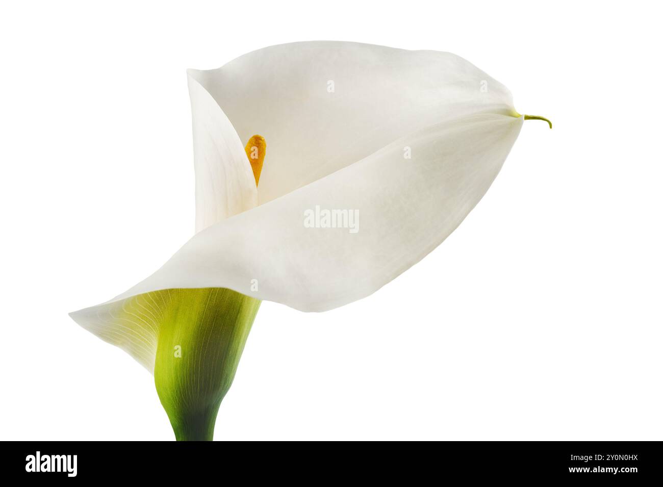 White calla lily isolati su sfondo bianco Foto Stock