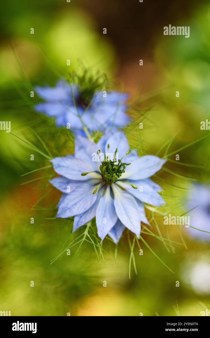 Fiore di Nigella su sfondo sfocato Foto Stock