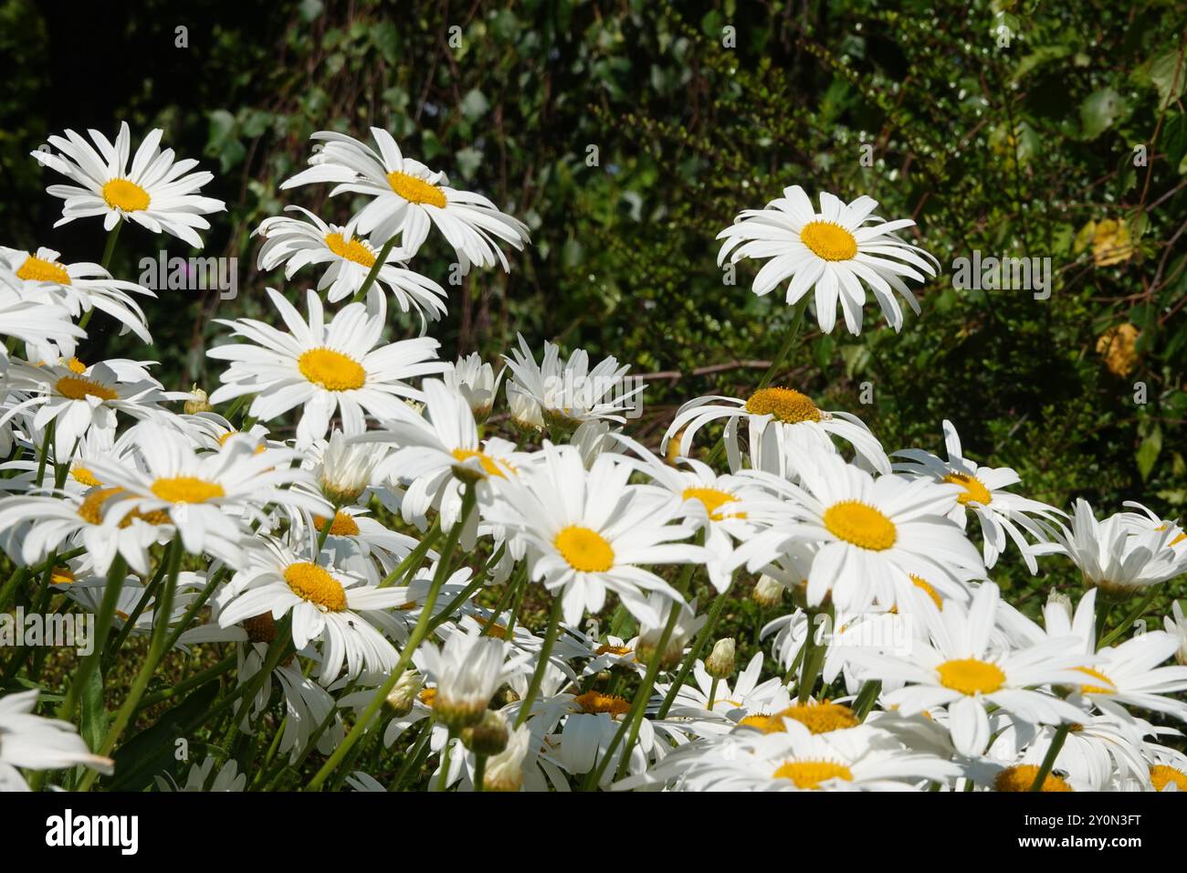 Estate UK, Aster Flowering Foto Stock