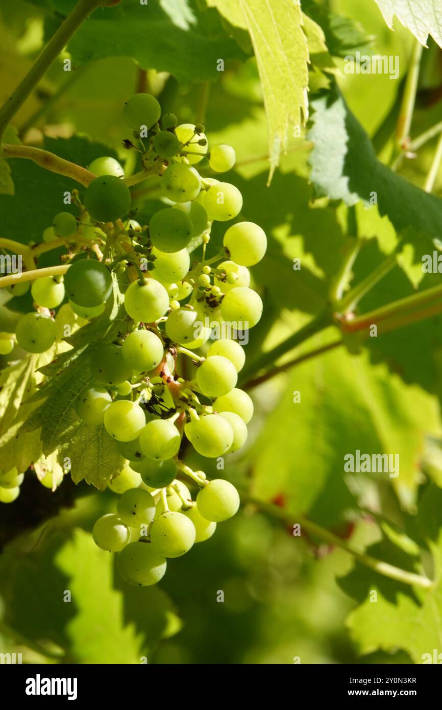 Estate Regno Unito, maturazione dell'uva Foto Stock