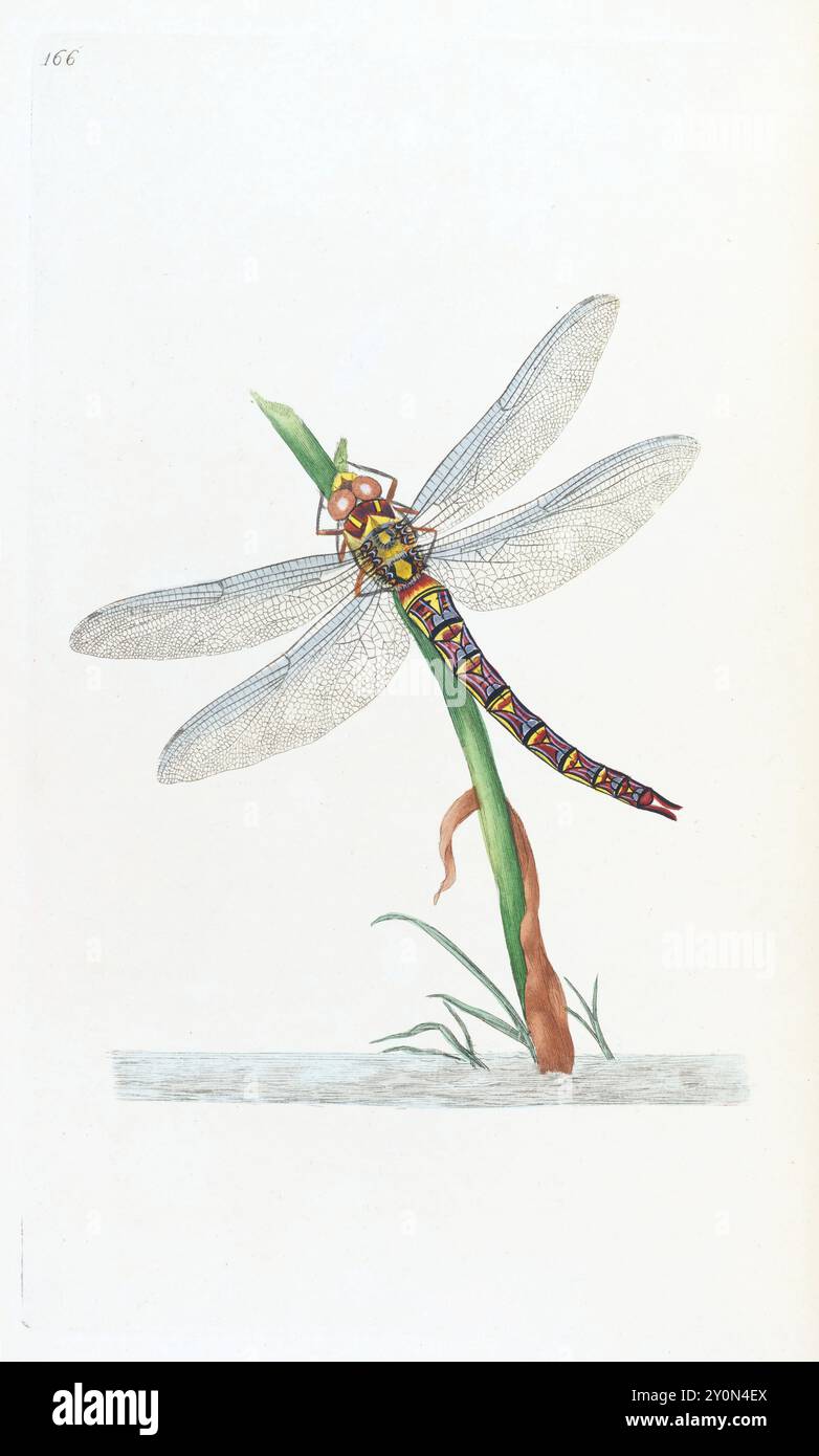 Brown Hawker Dragonfly. Donovan. Insetti britannici. Piastra 166. Intorno al 1795 Foto Stock