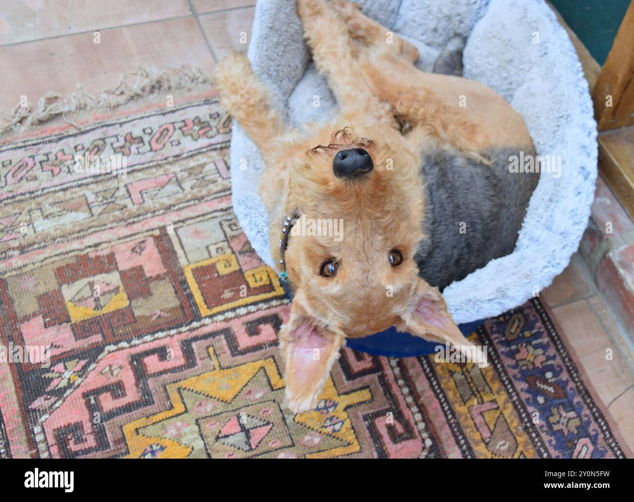 Dog Airedale Terrier con uno sguardo divertente a casa. Foto Stock