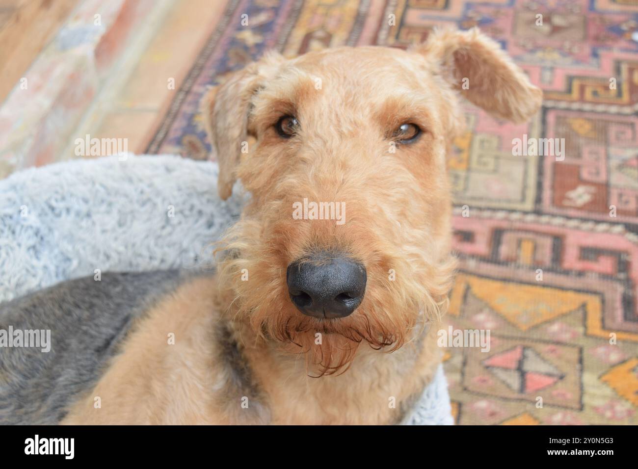Dog Airedale Terrier con uno sguardo divertente a casa. Foto Stock