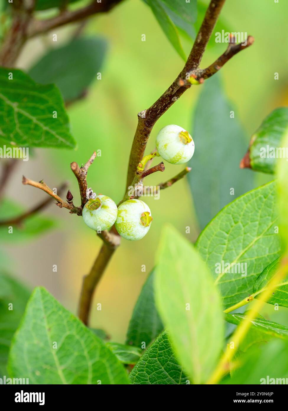 Concentrazione selettiva di un mirtillo europeo (Vaccinium myrtillus) in una pianta di mirtillo Foto Stock