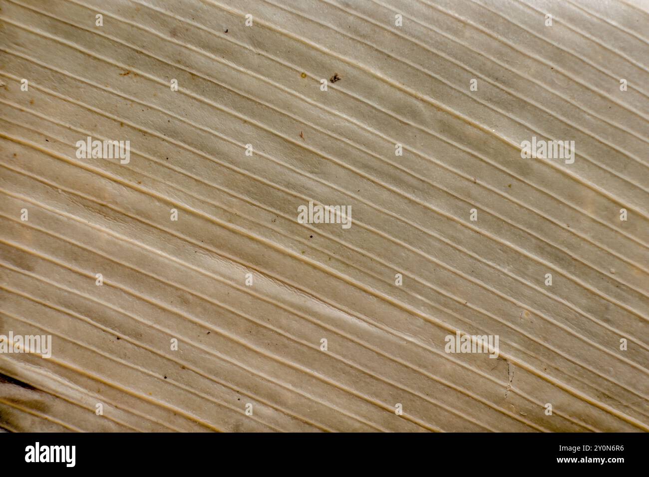 Macrofotografia della consistenza di una foglia secca di calathea lutea, utilizzata per avvolgere il dolce guava. Foto Stock