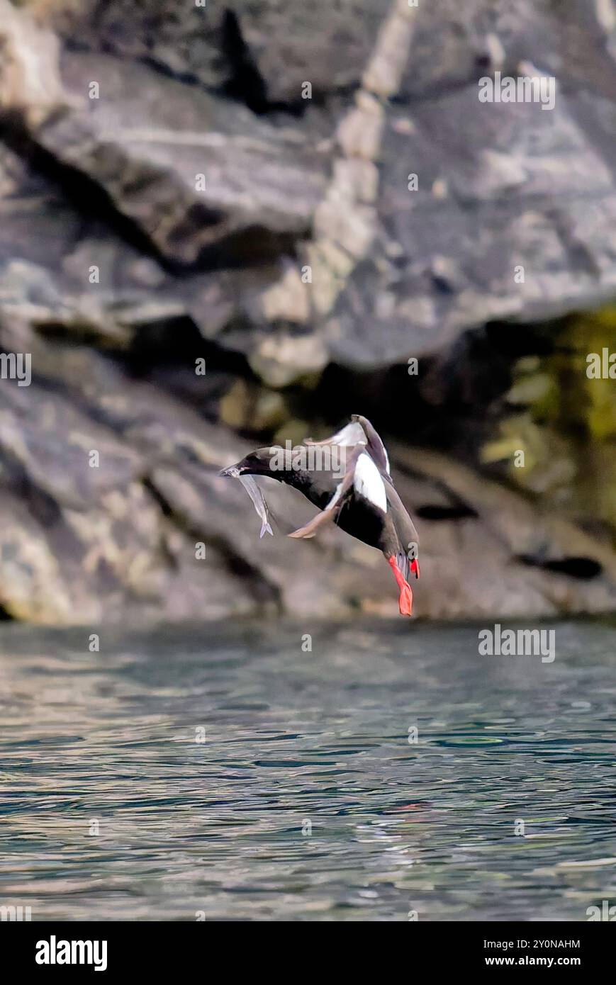 Guillemot nere, fiordo nuuk, groenlandia Foto Stock