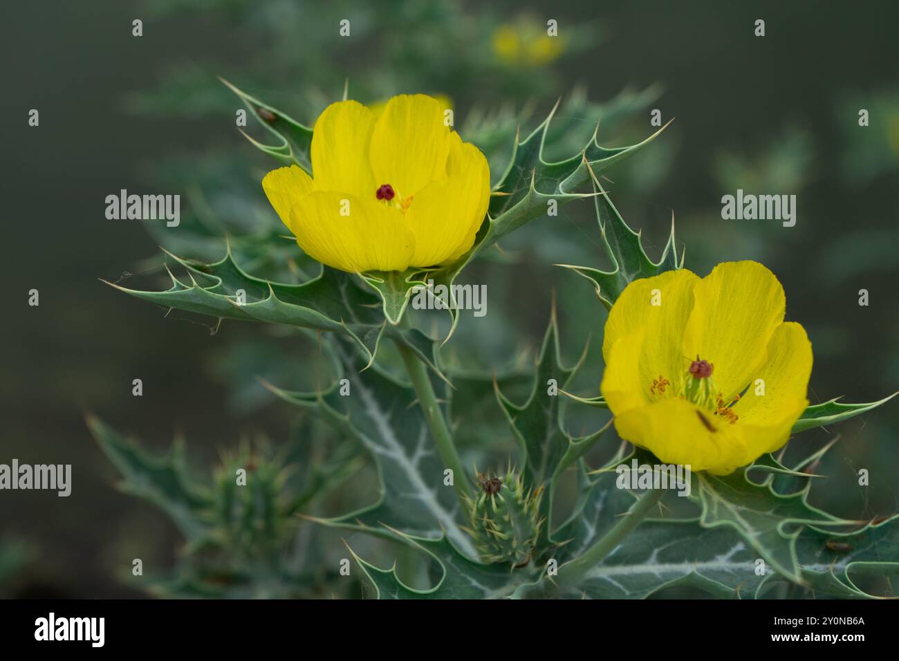 Argemone Mexicana, papavero fico d'India con fiore giallo Foto Stock