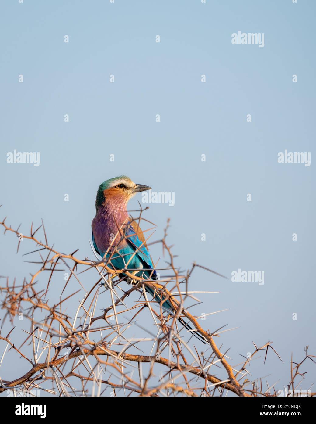 Un rullo dal petto lilla dai colori vivaci arroccato sul ramo spinoso di un'acacia, isolato contro il cielo, nelle praterie dell'Etosha National Par Foto Stock