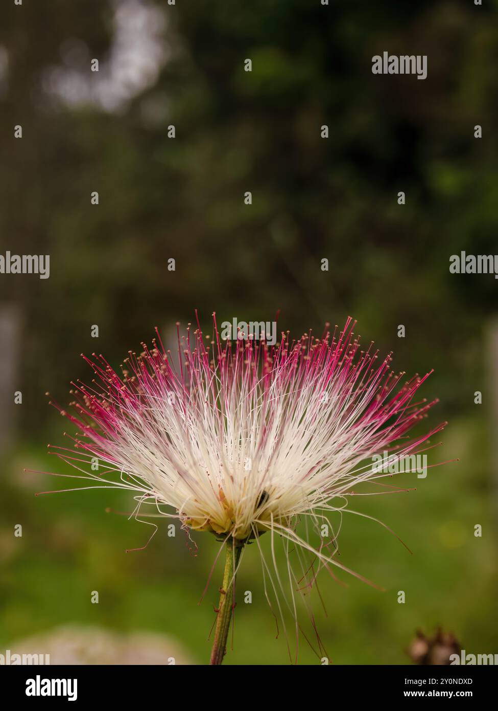 Fotografia ravvicinata del singolare fiore dell'albero di polveri, catturato in una fattoria vicino alla città coloniale di Villa de Leyva, nella Colombia centrale. Foto Stock