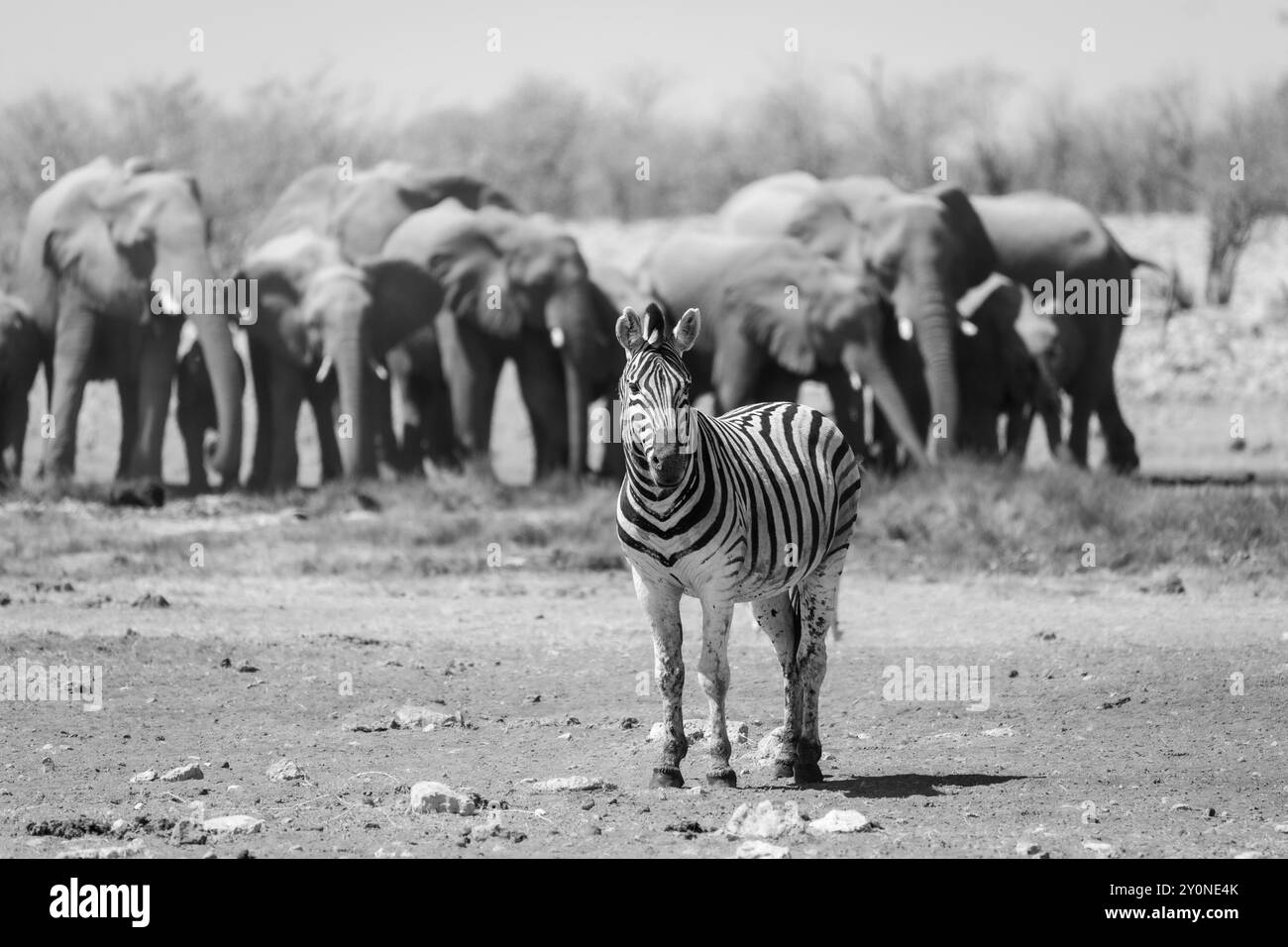 Un'immagine in bianco e nero di una singola zebra delle pianure si trovava di fronte a una mandria di elefanti in una pozza d'acqua nel Parco Nazionale di Etosha, Namibia Foto Stock