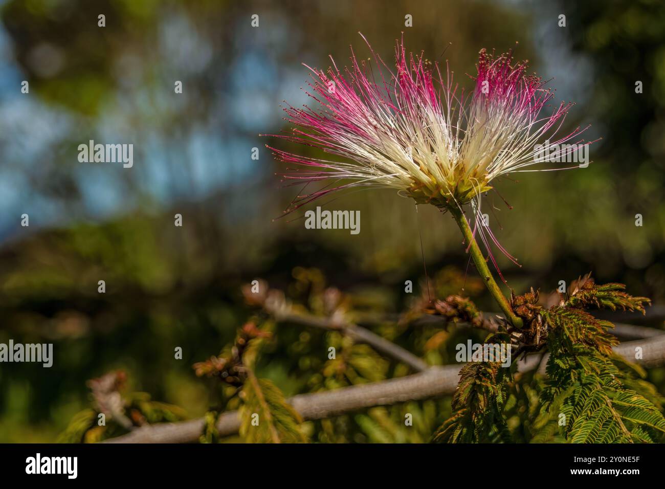 Fotografia ravvicinata del singolare fiore dell'albero di polveri, catturato in una fattoria vicino alla città coloniale di Villa de Leyva, nella Colombia centrale. Foto Stock