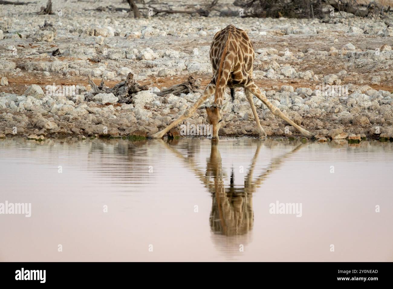 Una giraffa che si piega stranamente per bere da una pozza d'acqua all'alba nel Parco Nazionale di Etosha, Namibia Foto Stock