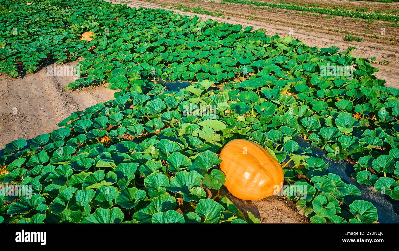 Veduta aerea della toppa delle zucche con il lussureggiante fogliame e le prominenti zucche arancioni Foto Stock