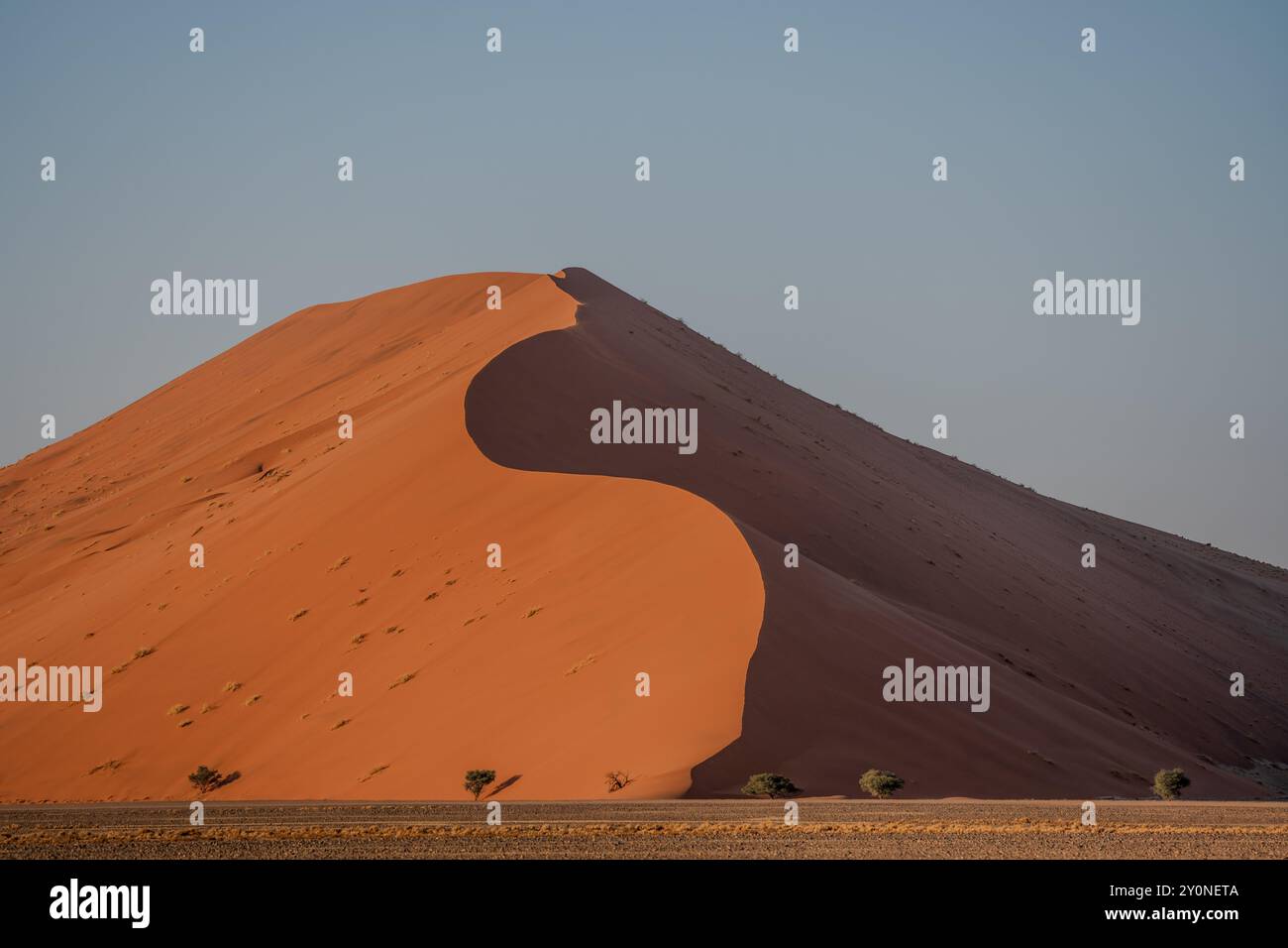 Una vista panoramica della curva di una vasta duna di sabbia a Sossusvlei, in Namibia, con il sole nascente che colpisce un lato della duna e l'altro è in ombra Foto Stock