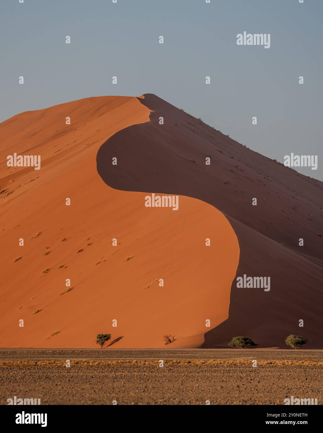 Una vista ritratto della curva di una vasta duna di sabbia a Sossusvlei, in Namibia, con il sole nascente che colpisce un lato della duna e l'altro è in ombra Foto Stock