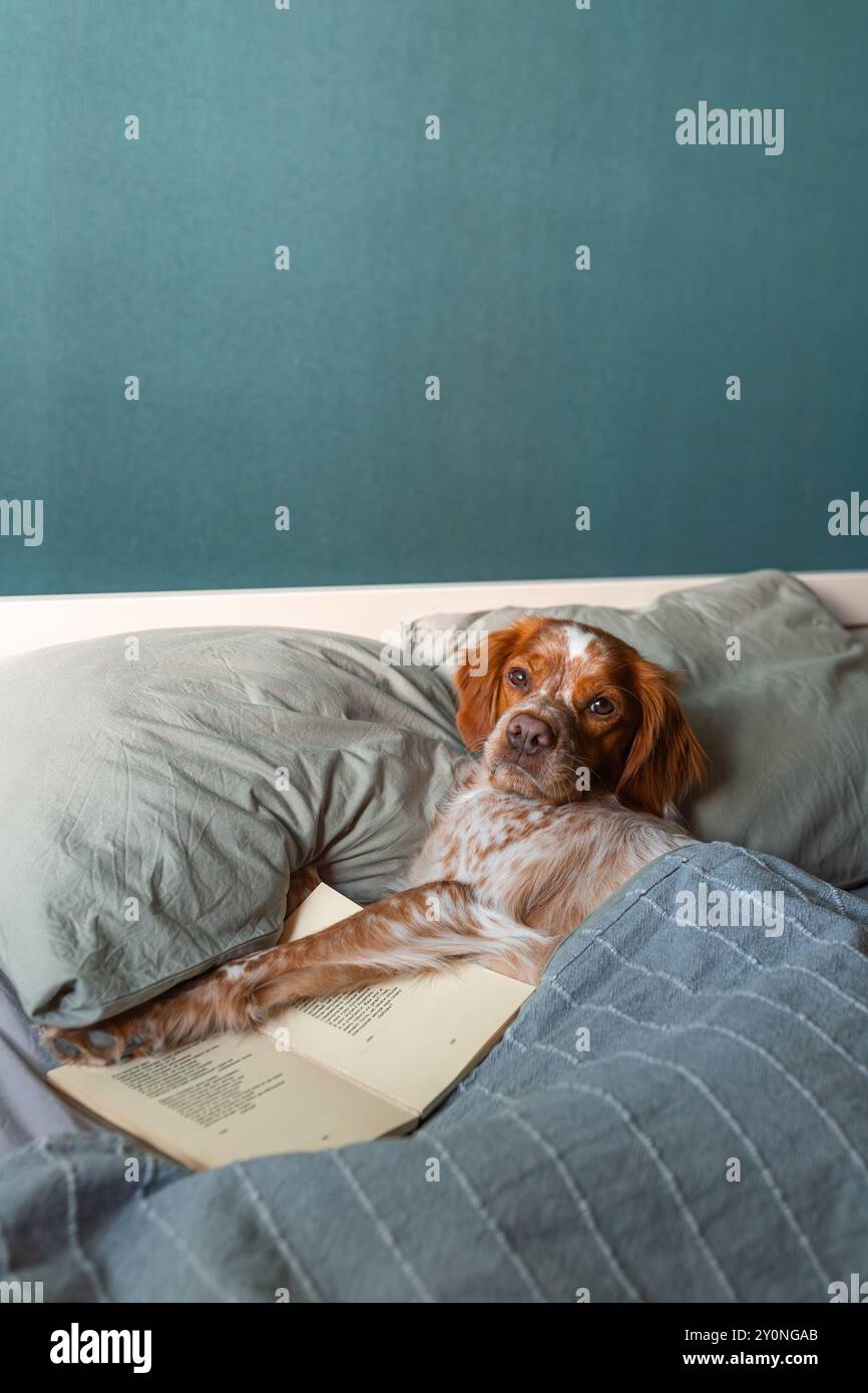 Cane sdraiato sotto coperta con libro aperto, pelliccia bianca marrone, testa su cuscino, accogliente camera da letto, sfondo a parete color tè. Foto Stock