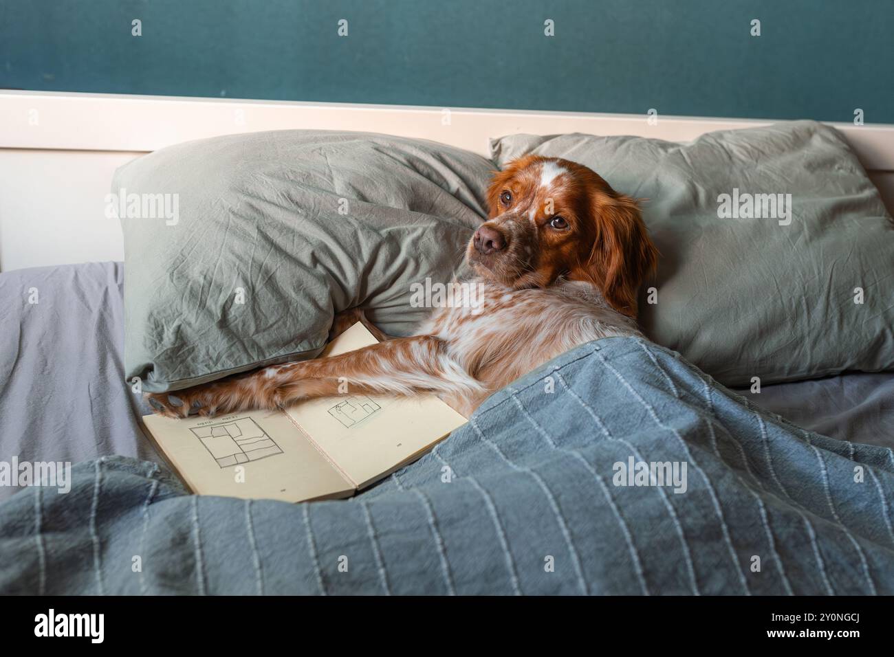 Cane che riposa nel letto sotto coperta con libro aperto su disegni geometrici, pelliccia bianca marrone, sfondo della parete color acqua. Foto Stock