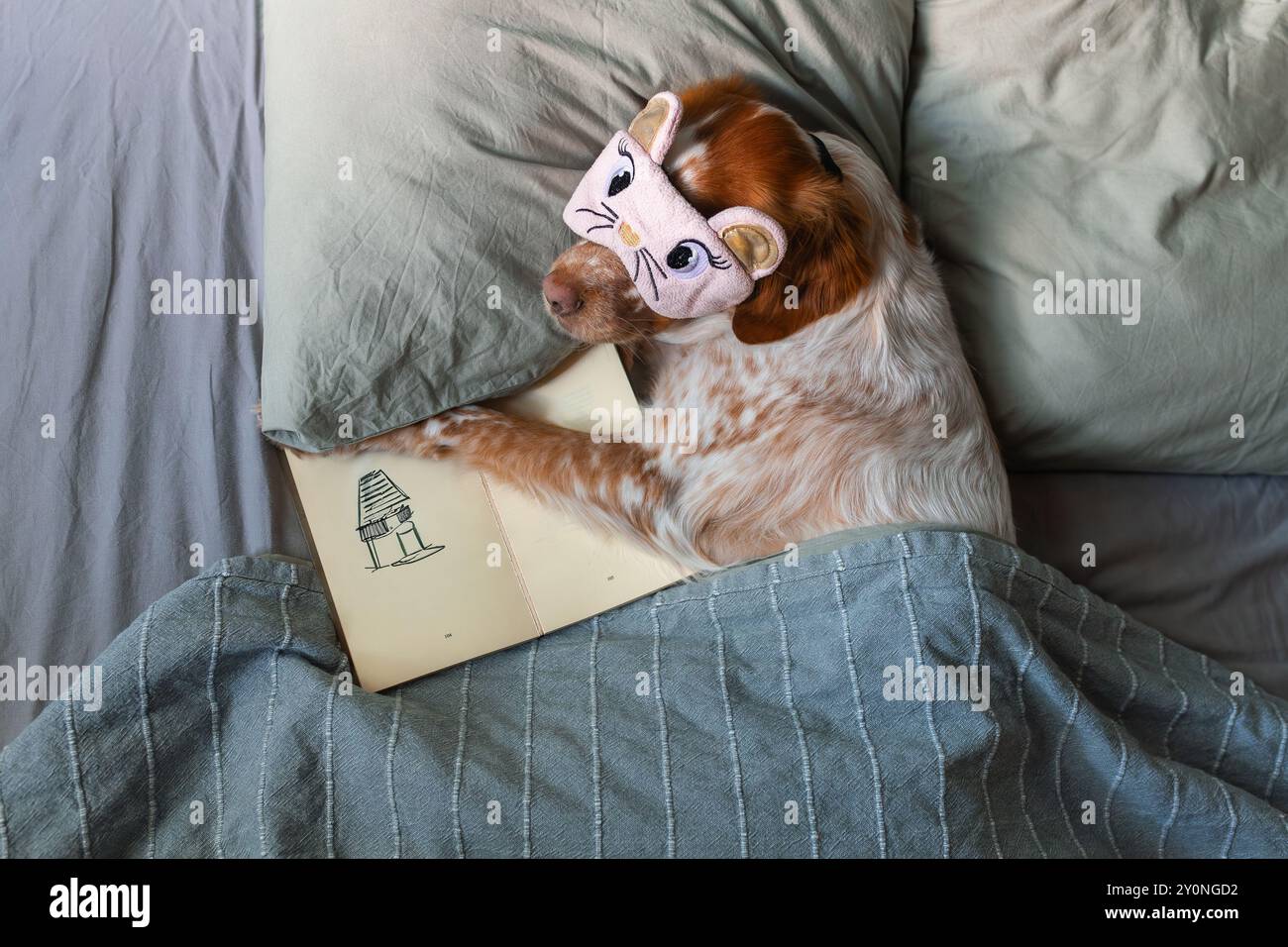Cane con maschera dormiente disteso sotto coperta che regge la pagina del libro con disegno dei cartoni animati, accogliente scena della camera da letto. Foto Stock
