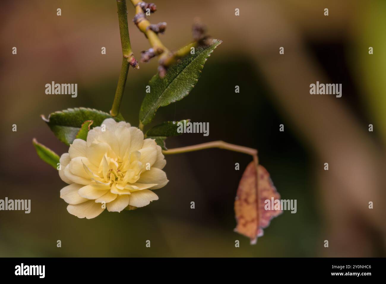 Foto ravvicinate di piccole rose gialle, in un giardino vicino alla città coloniale di Villa de Leyva, nelle montagne andine orientali della Colombia centrale. Foto Stock