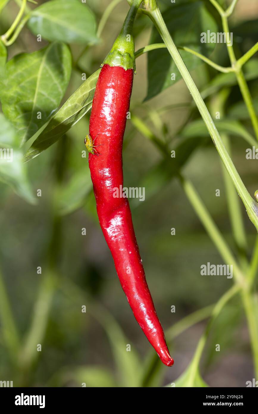 Uno scudo verde meridionale (Nezara viridula), su un peperoncino rosso in un giardino nel sud della Francia Foto Stock