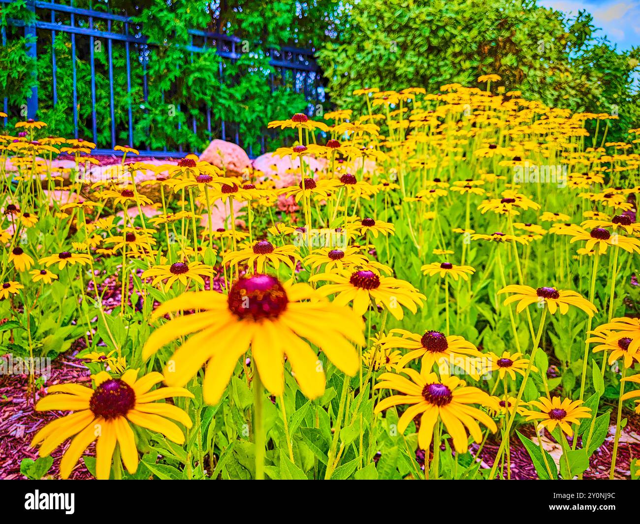 Fiori di coda gialli in piena fioritura a livello degli occhi Foto Stock