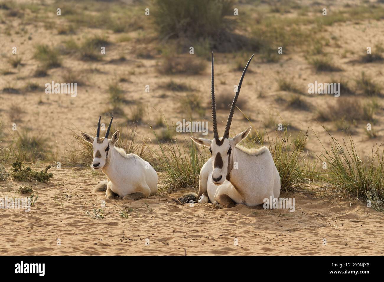 Orice araba nel deserto Foto Stock