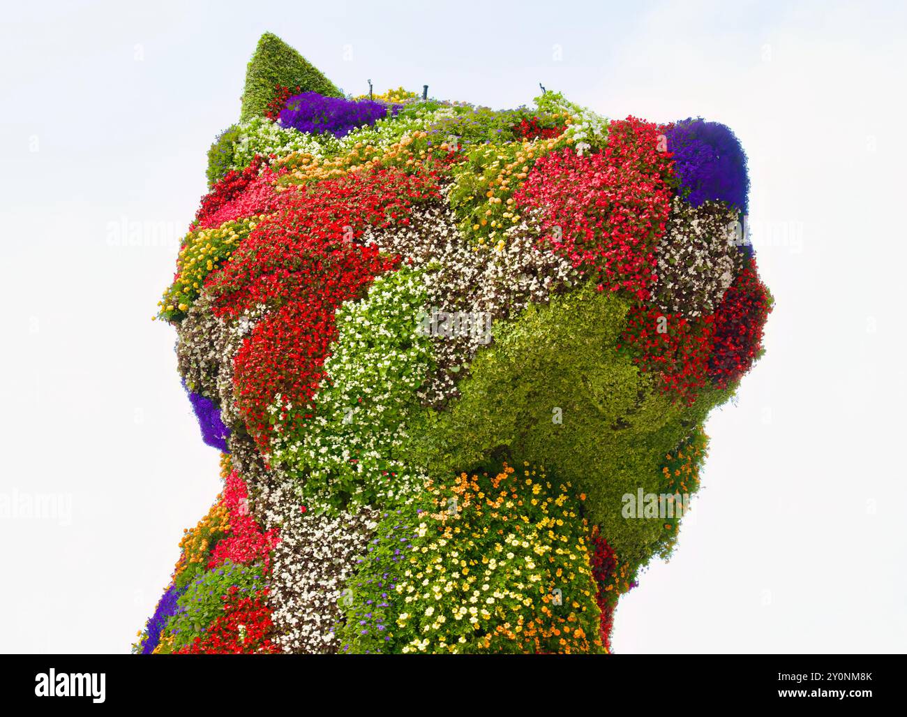 Testa della scultura dei cuccioli ricoperta di fiori da Jeff Koons da vicino di fronte al museo d'arte Guggenheim di Bilbao, Paesi Baschi, Euskadi, Spagna Foto Stock