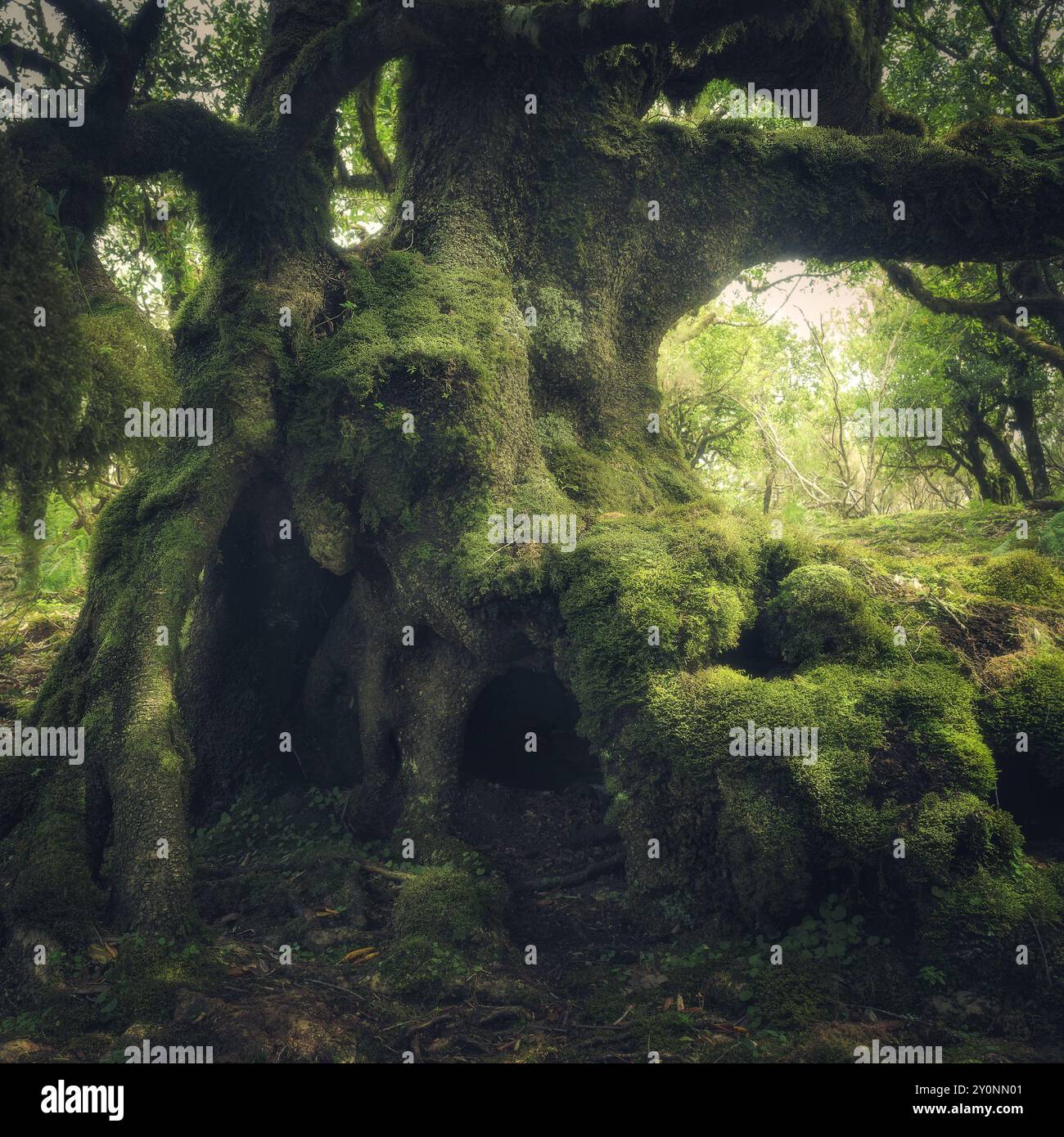 Dettaglio di un tronco d'alloro di crescita vecchio stile nella foresta di Fanal, Madeira, Portogallo Foto Stock