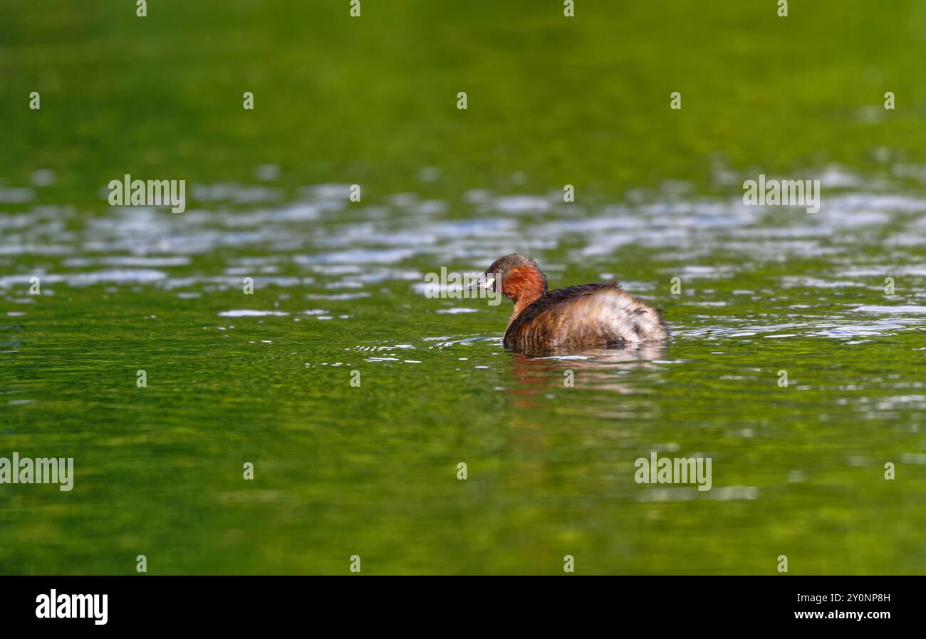 Tuffetto Foto Stock