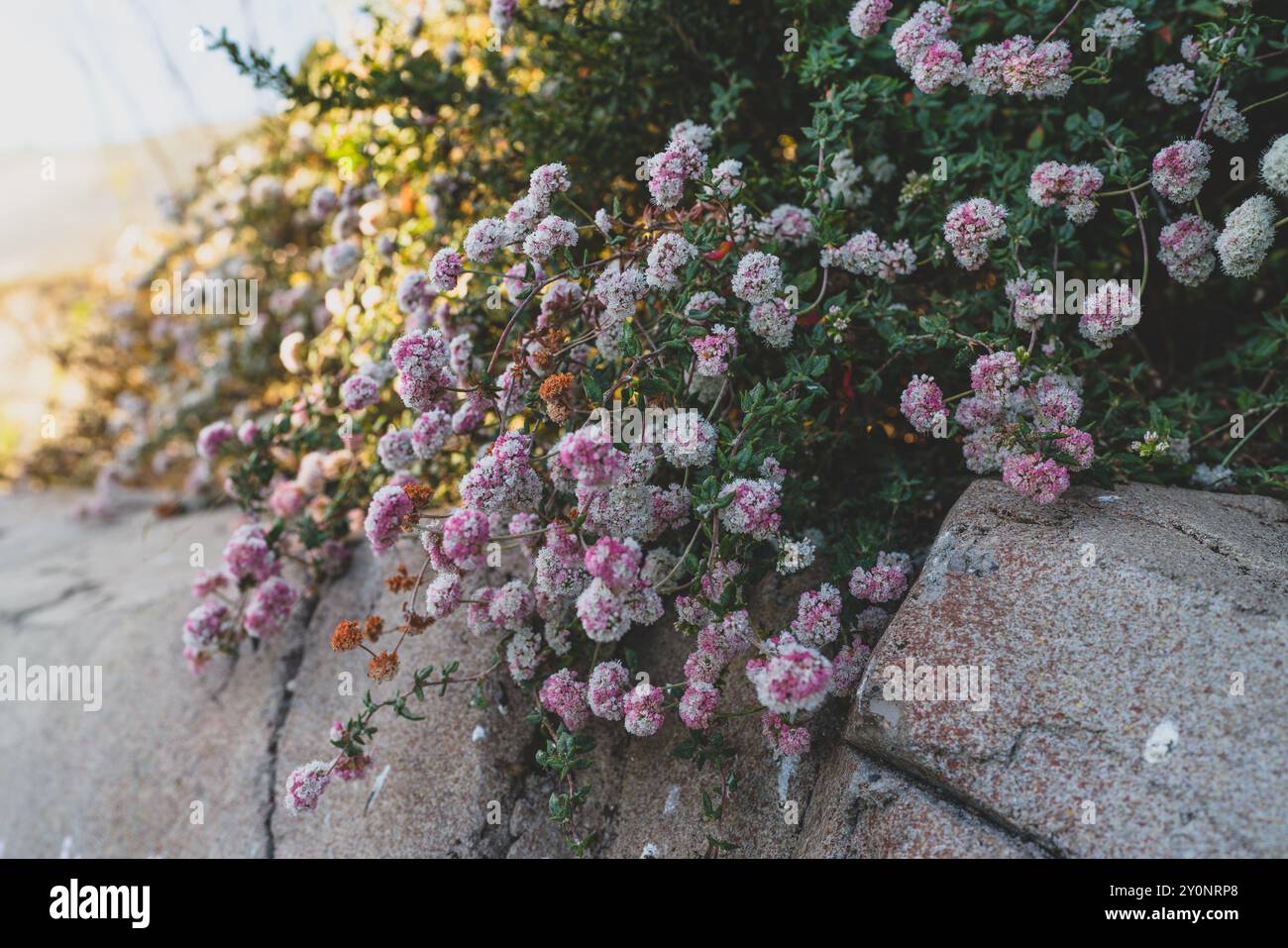 I fiori selvatici di grano saraceno con piccoli fiori bianchi e rosa crescono lungo un muro di pietra illuminato dal sole. Foto Stock