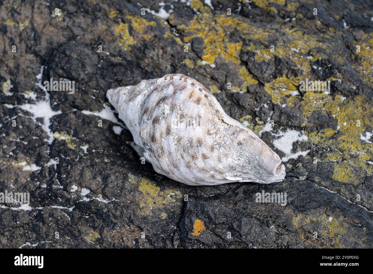 Seashell su una roccia nella Baia degli incendi, che fu dato il suo nome nel 1773 dal capitano Tobias Furneaux, che vide gli incendi degli aborigeni sul becco Foto Stock