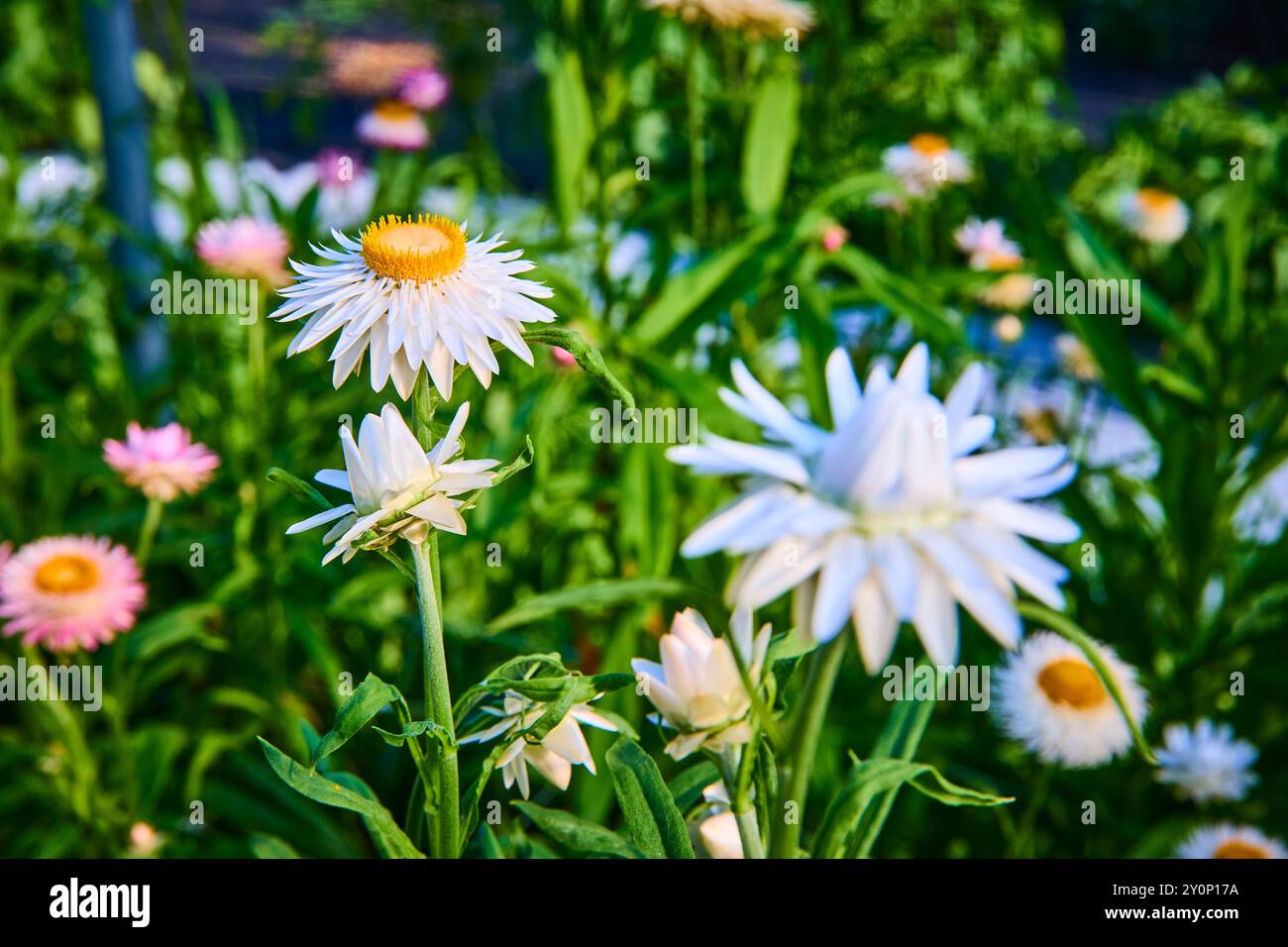 Daisies in fiore nel rigoglioso giardino in primo piano Foto Stock