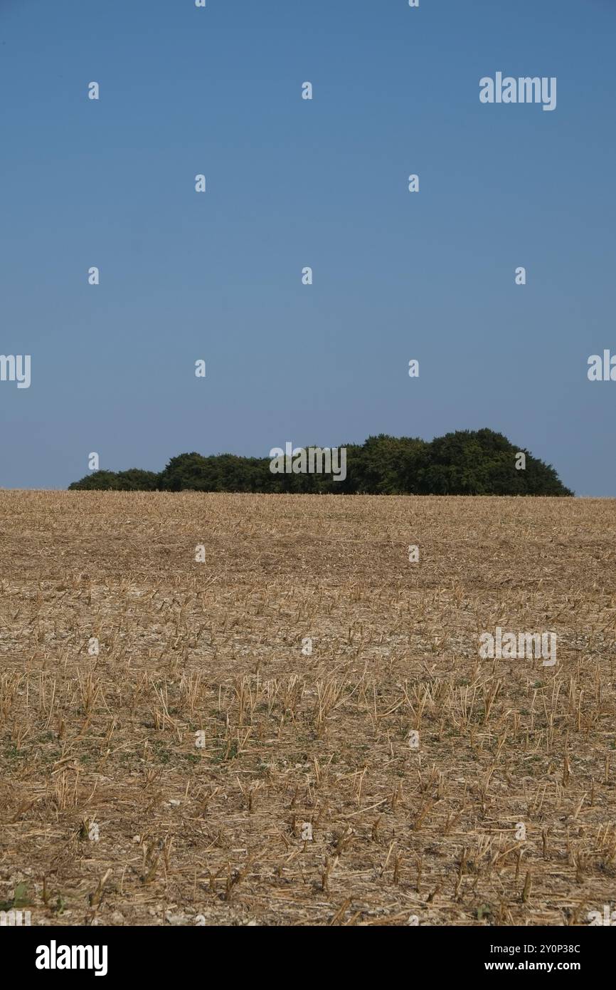 Vista astratta di una Copsa di alberi e di una stoppia di paglia contro un cielo blu nello Yorkshire Wolds, Contea di East Yorkshire, Inghilterra Foto Stock