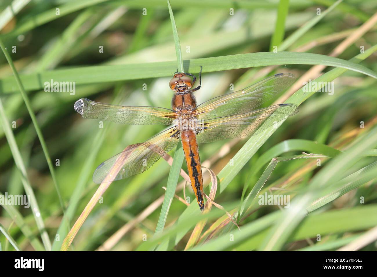 Scarso Chaser o Blue Chaser Dragonfly maschio immaturo - Libellula fulva Foto Stock