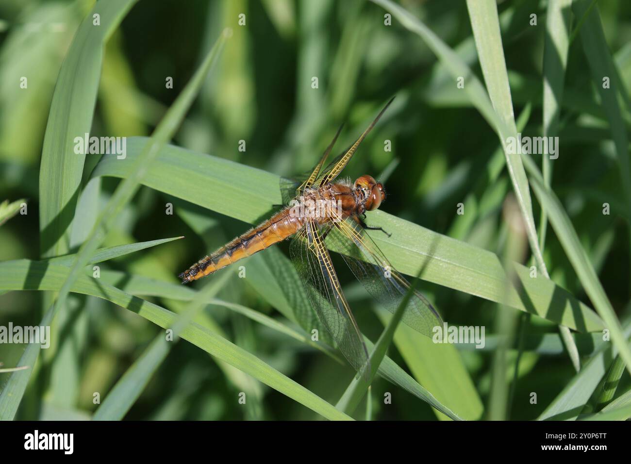 Scarso Chaser o Blue Chaser Dragonfly femmina - Libellula fulva Foto Stock