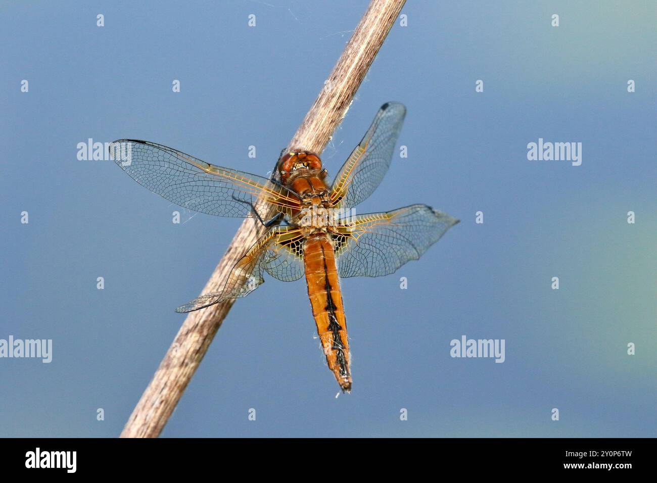 Scarso Chaser o Blue Chaser Dragonfly femmina con ala deformata - Libellula fulva Foto Stock
