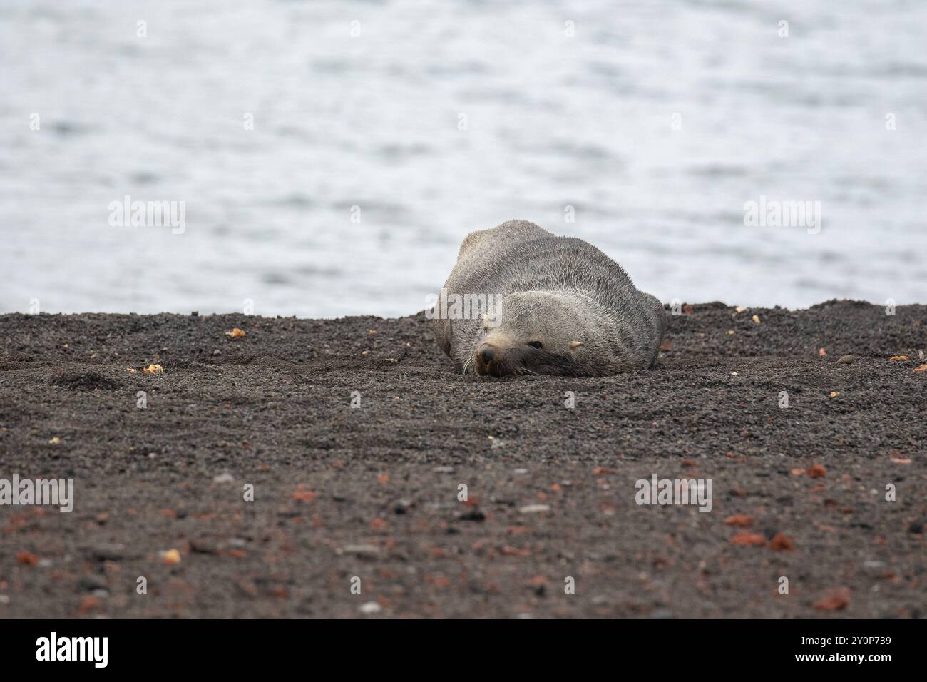 Foca di pelliccia antartica (Arctocephalus gazella) nella baia di Whaler, nell'isola di Deception, nella penisola antartica Foto Stock