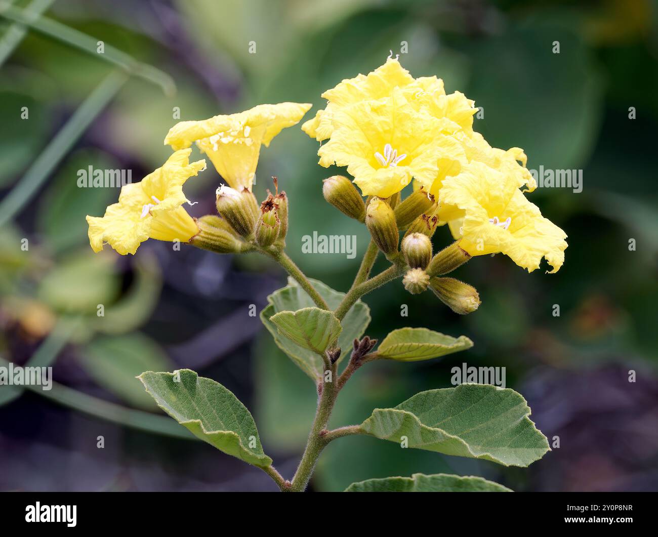 Yellow cordia, Cordia lutea, Isola Isabela, Galápagos, Ecuador, sud America Foto Stock