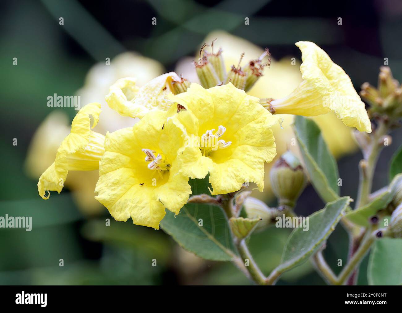 Yellow cordia, Cordia lutea, Isola Isabela, Galápagos, Ecuador, sud America Foto Stock