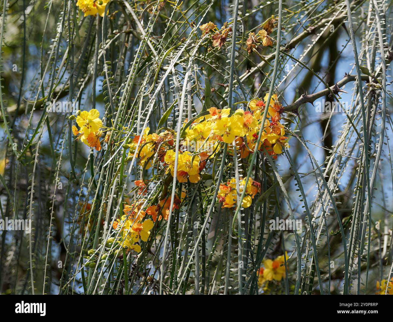 palo verde, palo verde messicano, Jerusalemsdorn, Épine de Jérmingham, Parkinsonia aculeata, isola Isabela, Galápagos, Ecuador, Sud America Foto Stock