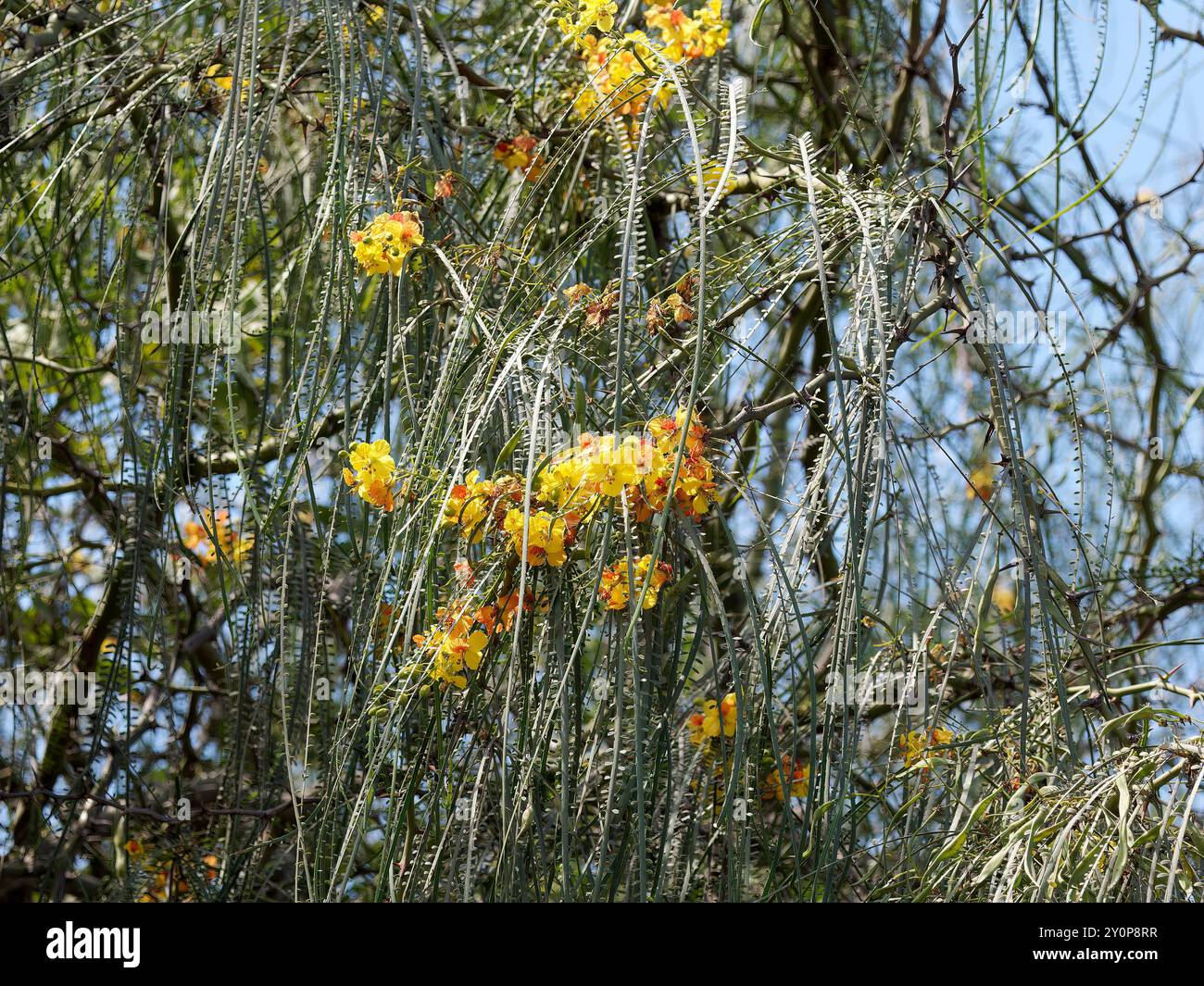 palo verde, palo verde messicano, Jerusalemsdorn, Épine de Jérmingham, Parkinsonia aculeata, isola Isabela, Galápagos, Ecuador, Sud America Foto Stock