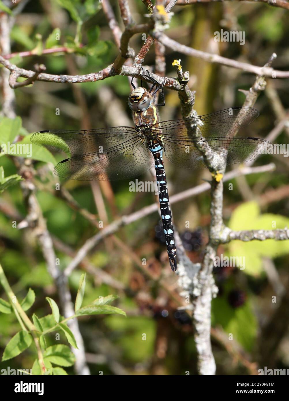 Southern Hawker maschile o Blue Hawker Dragonfly, Aeshna cyanea, Aeshnidae. Totternhoe Knolls, Chilterns, Bedfordshire, Regno Unito. Foto Stock