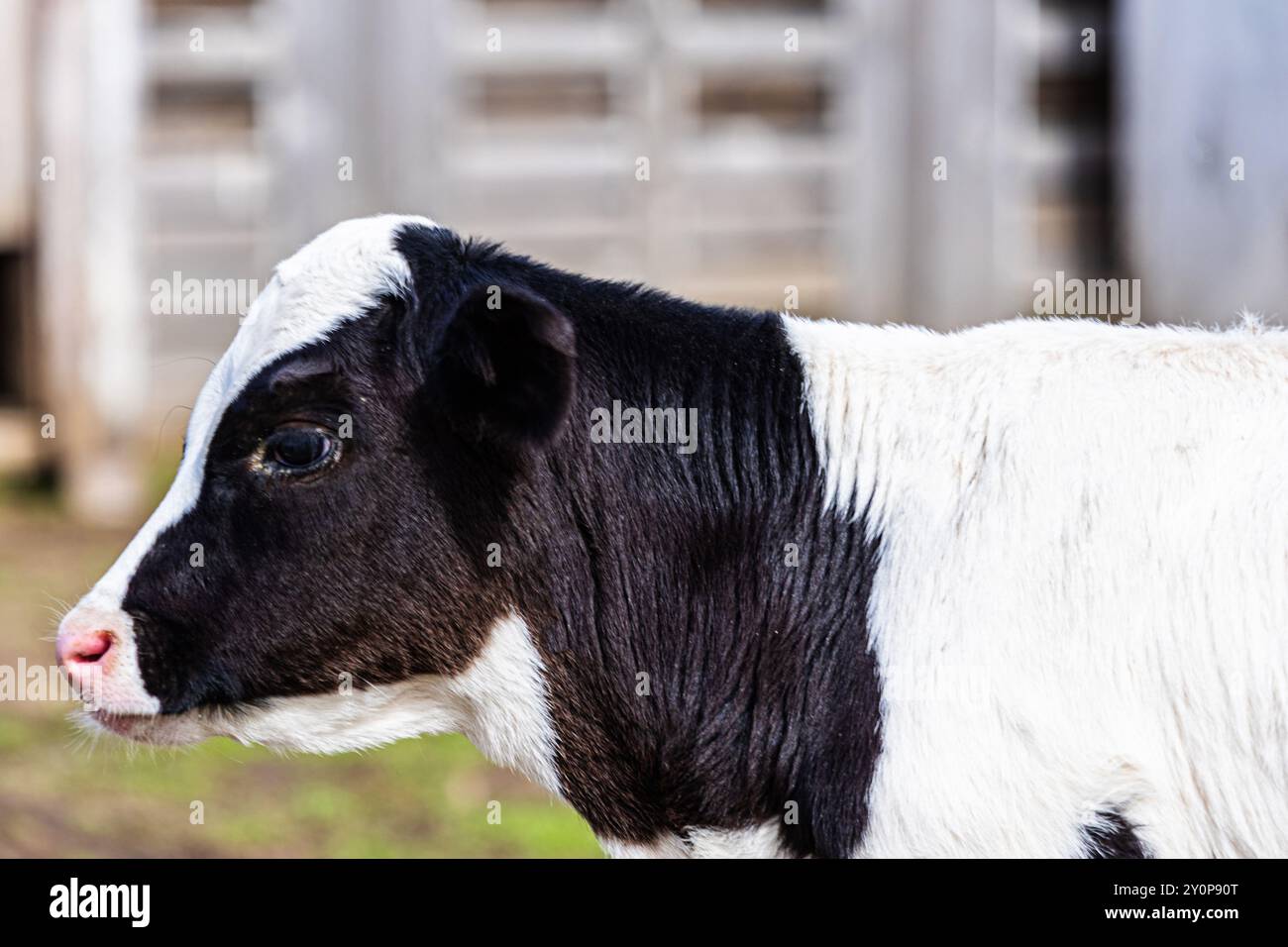 Un giovane vitello con un caratteristico cappotto bianco e nero pascolerà tranquillamente in un campo verde in un pomeriggio di sole. L'ambiente della fattoria presenta recinzioni rustiche Foto Stock