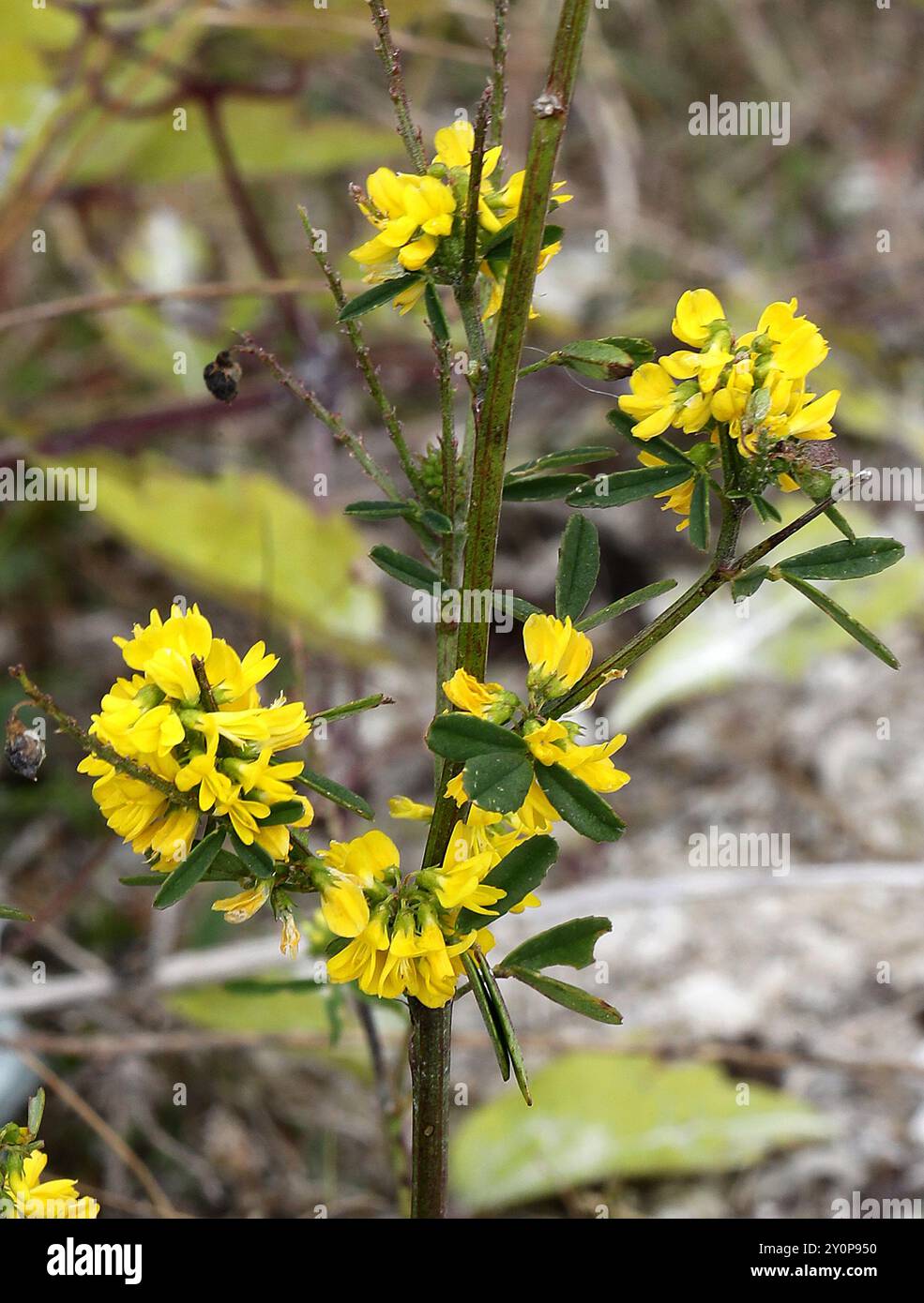 Erba medica gialla, falce alfalfa, erba medica gialla, erba medica gialla, Medicina gialla o Medicca gialla, Medicago falcata, Fabaceae. Totternhoe Knolls Foto Stock